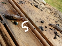 Limacoidea