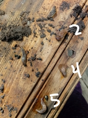 Limacoidea