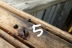 Limacoidea