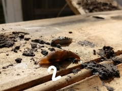 Limacoidea