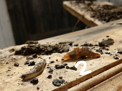 Limacoidea