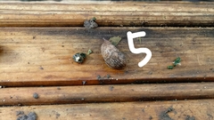 Limacoidea