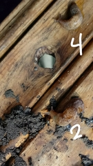 Limacoidea