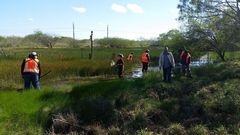 Hypopachus variolosus