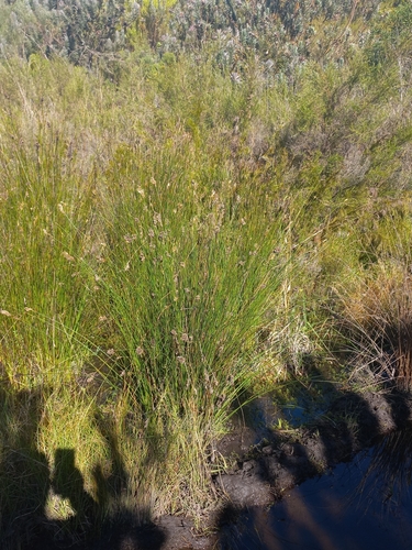 Image of Elegia asperiflora by (c) Brian du Preez, some rights reserved (CC BY-SA)