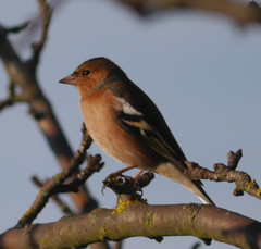 Fringilla coelebs coelebs