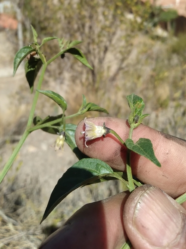 Image of Capsicum cardenasii by no rights reserved