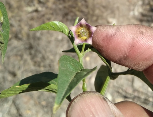 Image of Capsicum cardenasii by no rights reserved