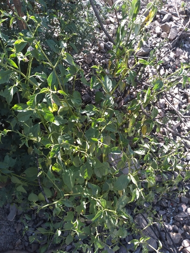 Image of Capsicum cardenasii by no rights reserved
