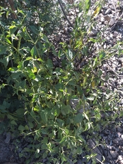 Capsicum cardenasii, photograph author not stated, no rights reserved