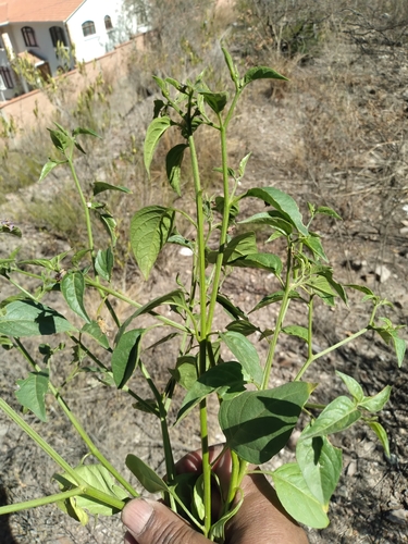 Image of Capsicum cardenasii by no rights reserved
