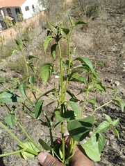 Capsicum cardenasii, photograph author not stated, no rights reserved