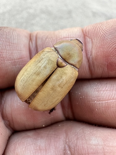 Giuliani's Dune Scarab photo 2