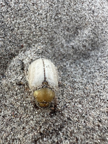 GIULIANI'S DUNE SCARAB BEETLE