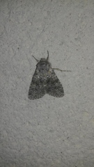 Polymixis flavicincta