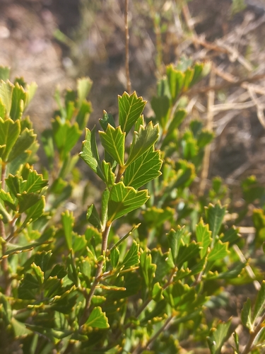 Image of Searsia cuneifolia by (c) Brian du Preez, some rights reserved (CC BY-SA)
