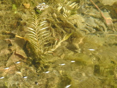 Potamogeton robbinsii