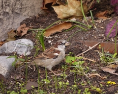 Passer domesticus