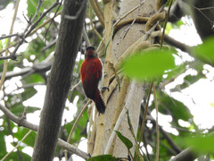 Dryobates callonotus