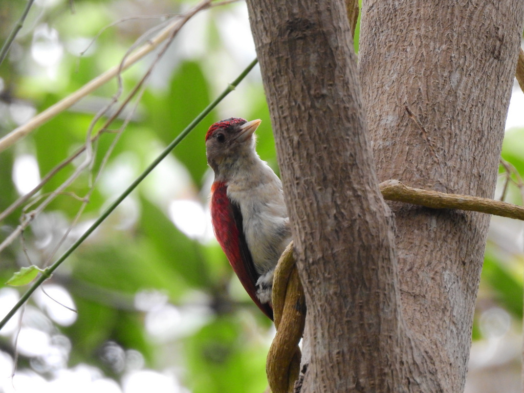 Scarlet-backed Woodpecker illustration