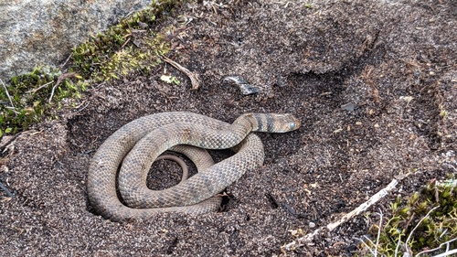Eastern Brown Snake sighting