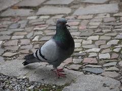Columba livia domestica