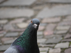 Columba livia domestica