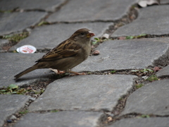 Passer domesticus