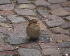 Passer domesticus