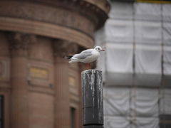 Chroicocephalus ridibundus