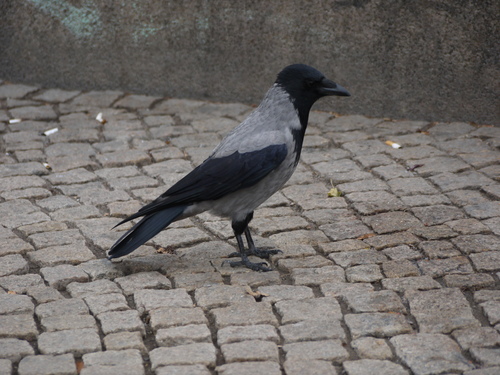Corneja cenicienta (Corvus cornix)