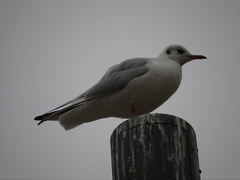 Chroicocephalus ridibundus