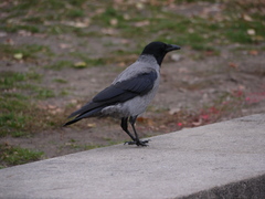 Corvus cornix