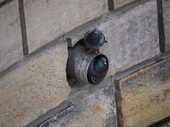 Columba livia domestica