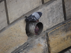 Columba livia domestica