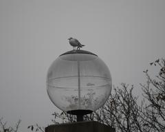 Chroicocephalus ridibundus