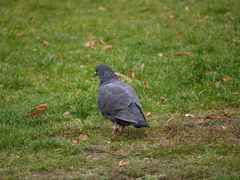 Columba livia domestica