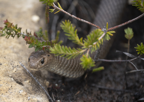 Eastern Brown Snake sighting