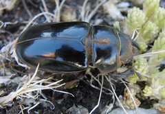 Lucanus barbarossa