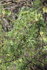 Cissus tuberosa