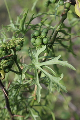 Cissus tuberosa