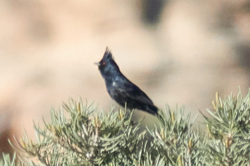 iNaturalist observation photo of Phainopepla