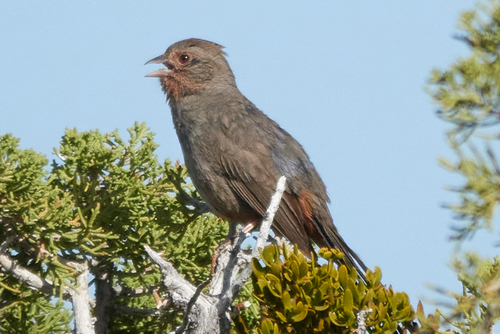 iNaturalist observation photo of California Towhee