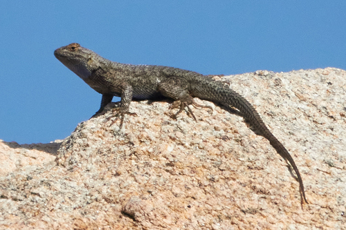 iNaturalist observation photo of Great Basin Fence Lizard