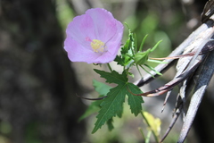 Hibiscus phoeniceus