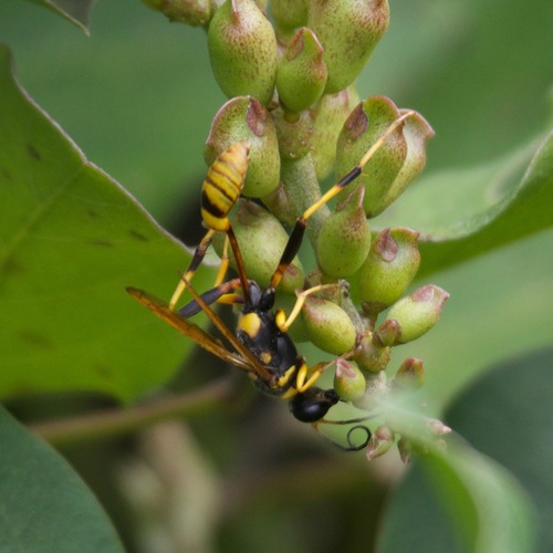 Sceliphron jamaicense