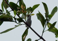 Polioptila bilineata