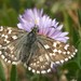 Northern Grizzled Skipper - Photo (c) Biodiversity Institute, some rights reserved (CC BY-NC-ND)