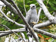 Buteo nitidus image