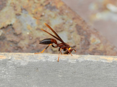 Polistes infuscatus